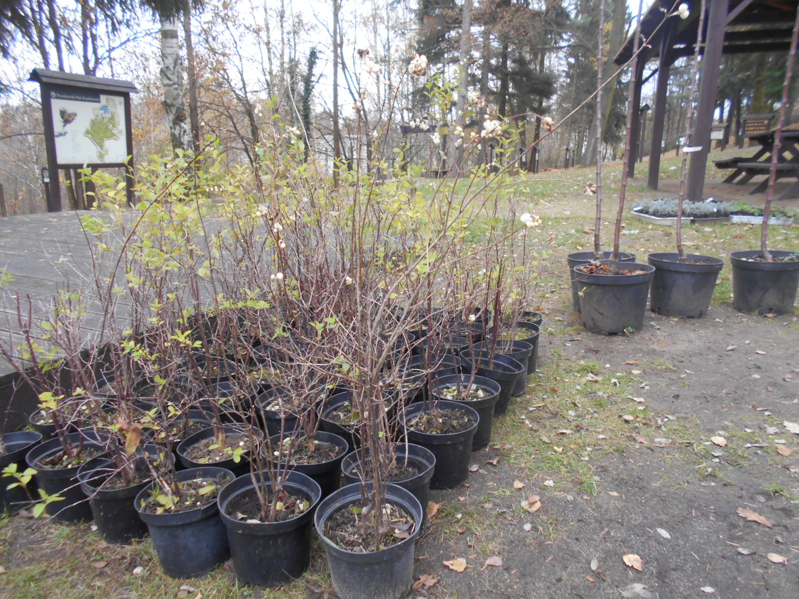 POWIAT POLKOWICKI. Wygrali drzewa i krzewy, poprawią klimat (FOTO)