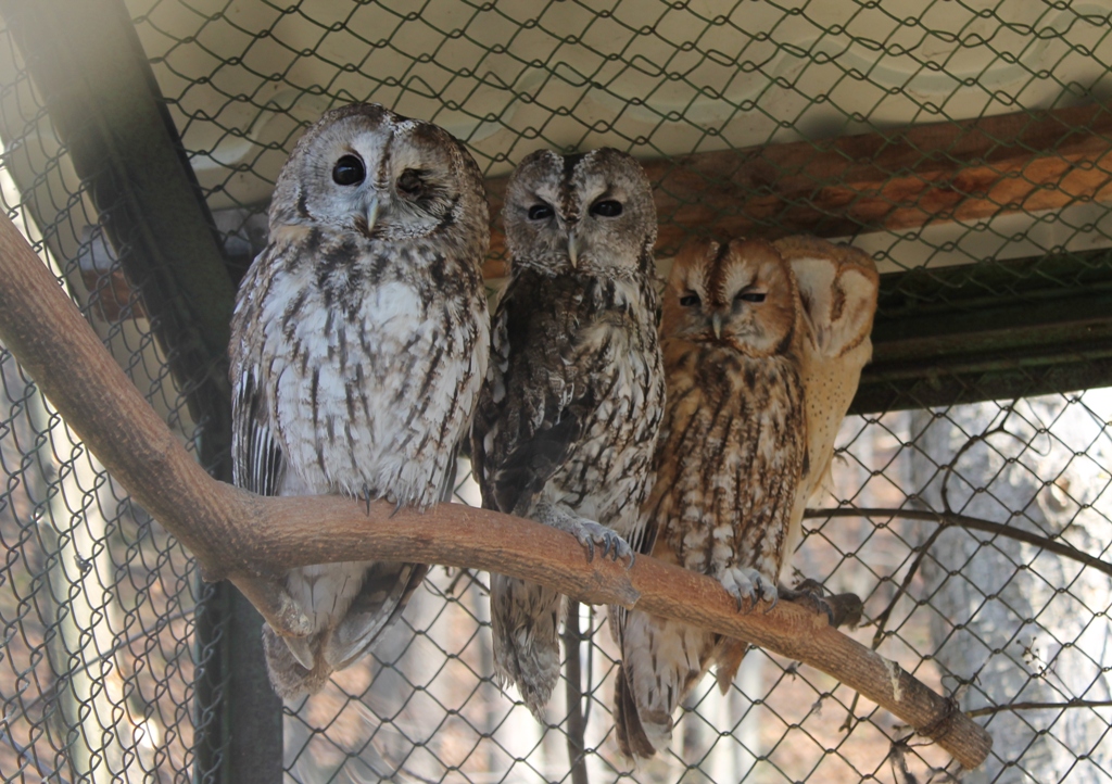 JAWOR. Ptasie hospicjum (WIDEO, FOTO)