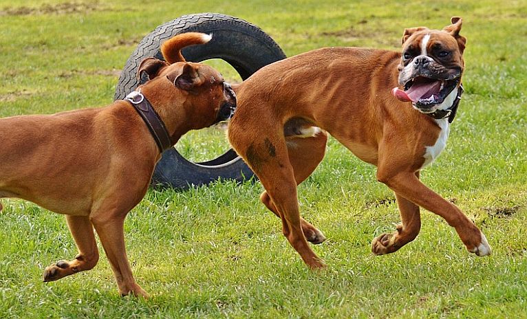 Powstanie park dla psów (WIDEO)