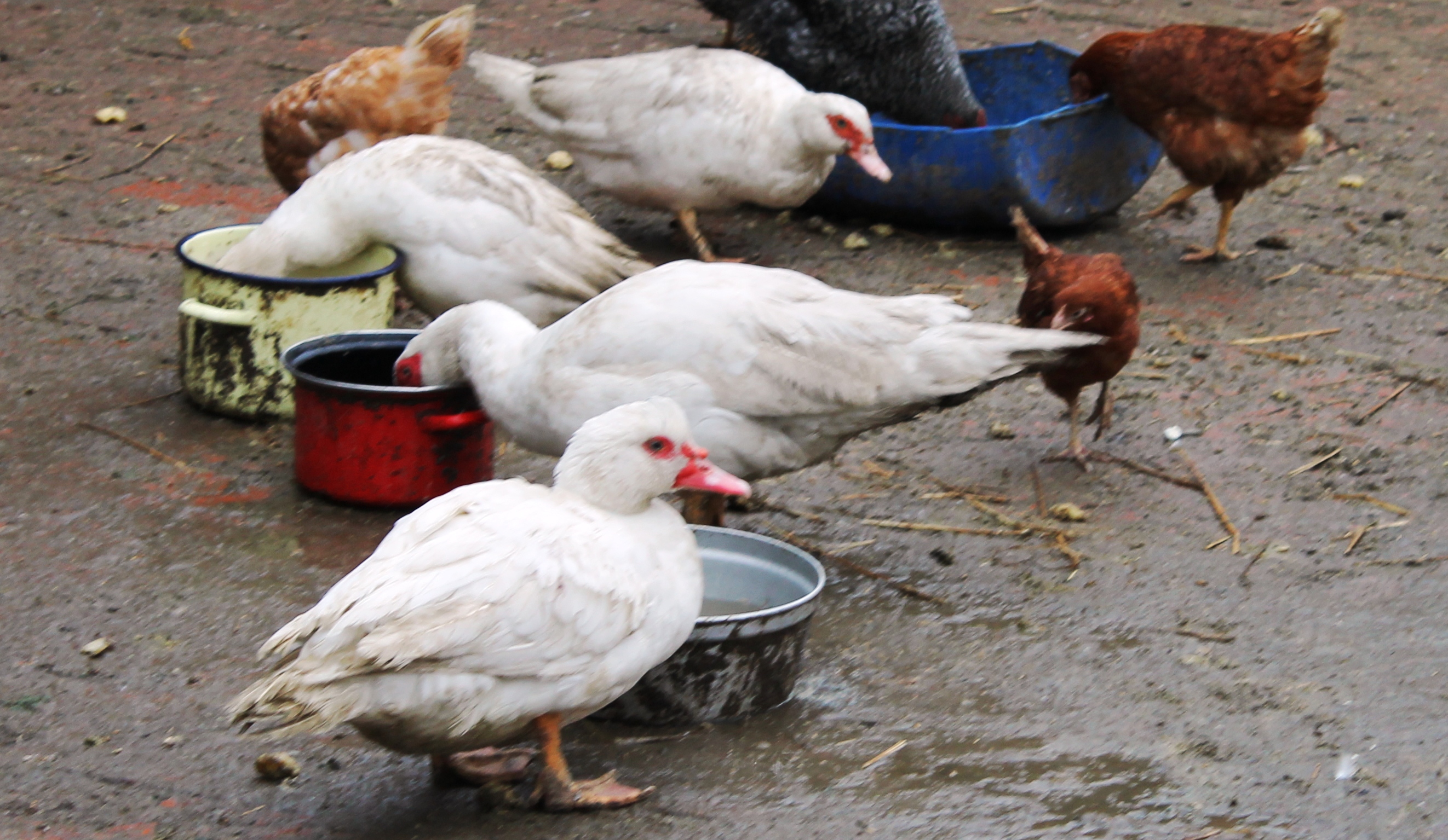 Kolejne przypadki ptasiej grypy (AKTUALIZACJA)