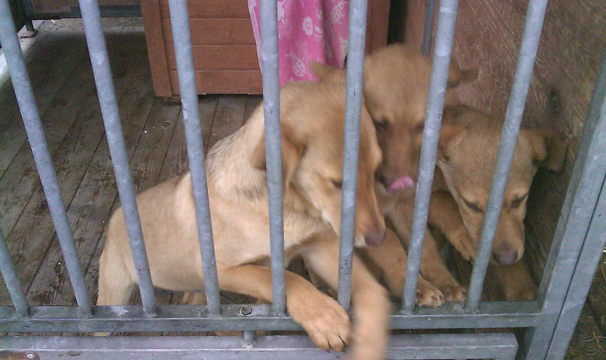 GŁOGÓW. Kto porzucił trzy szczeniaki?