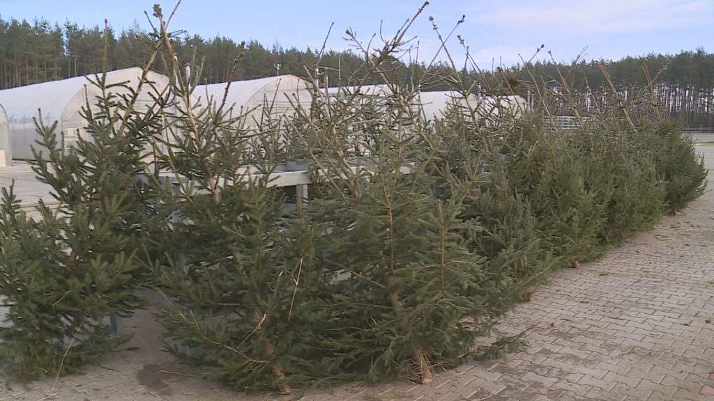 LEGNICA. Ruszył sezon na choinki (WIDEO)