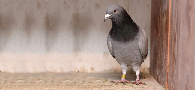 GRĘBOCICE. Wystawa gołębi pocztowych i akcja charytatywna