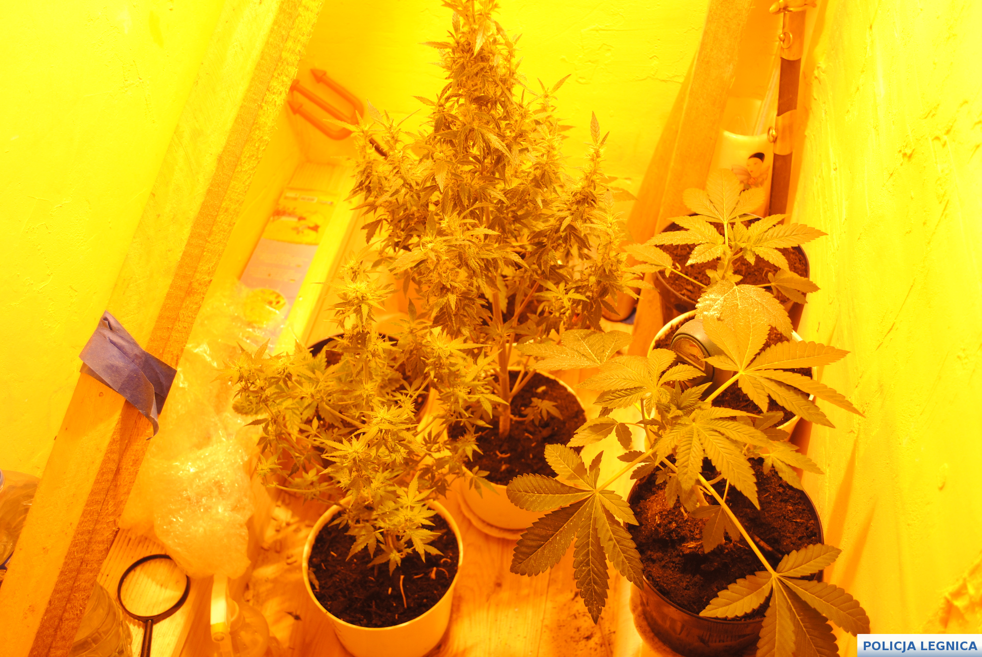 Od domowej awantury do plantacji konopi