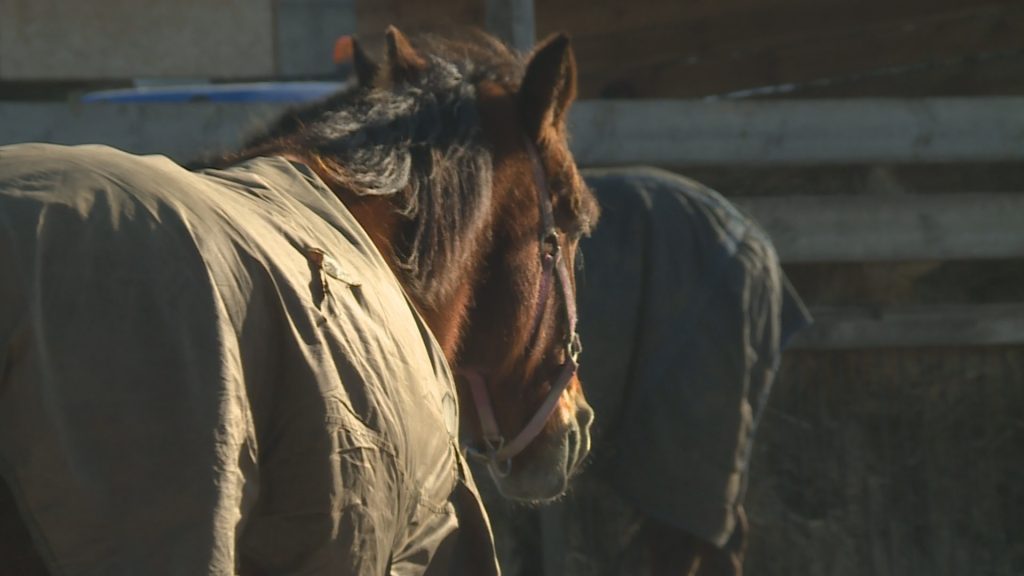 LEGNICA/PROCHOWICE. Jedyny taki folwark zwierzęcy (WIDEO)