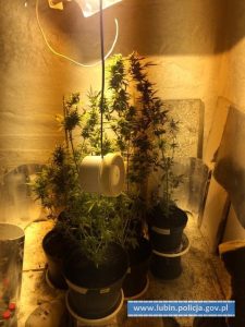 ziemianka z konopiami (3)