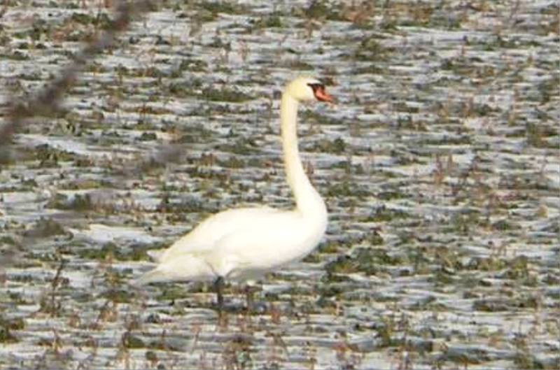 Ptasia grypa wciąż groźna. Złotoryjscy policjanci kontrolują hodowców