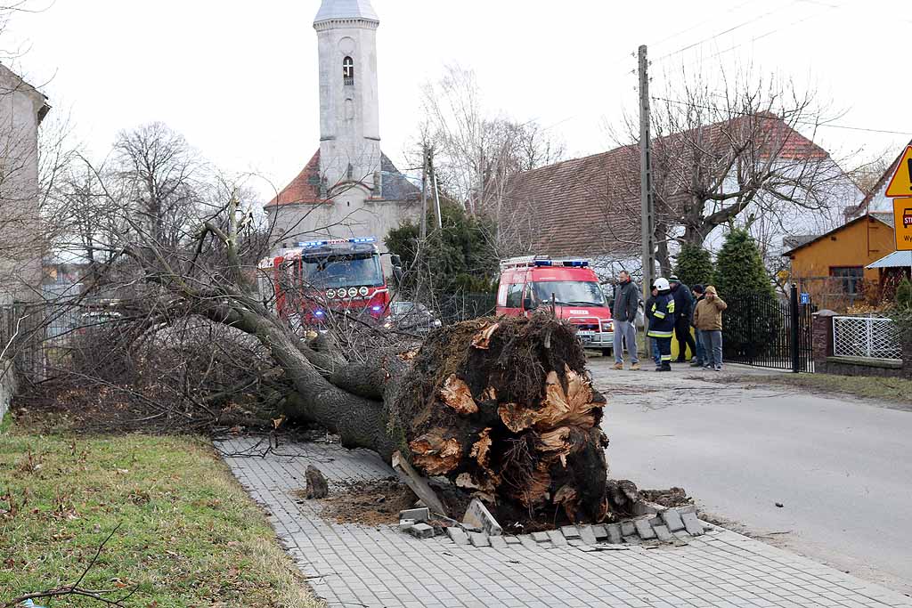 Drzewo przygniotło kobietę – wichura wciąż daje się we znaki (WIDEO)