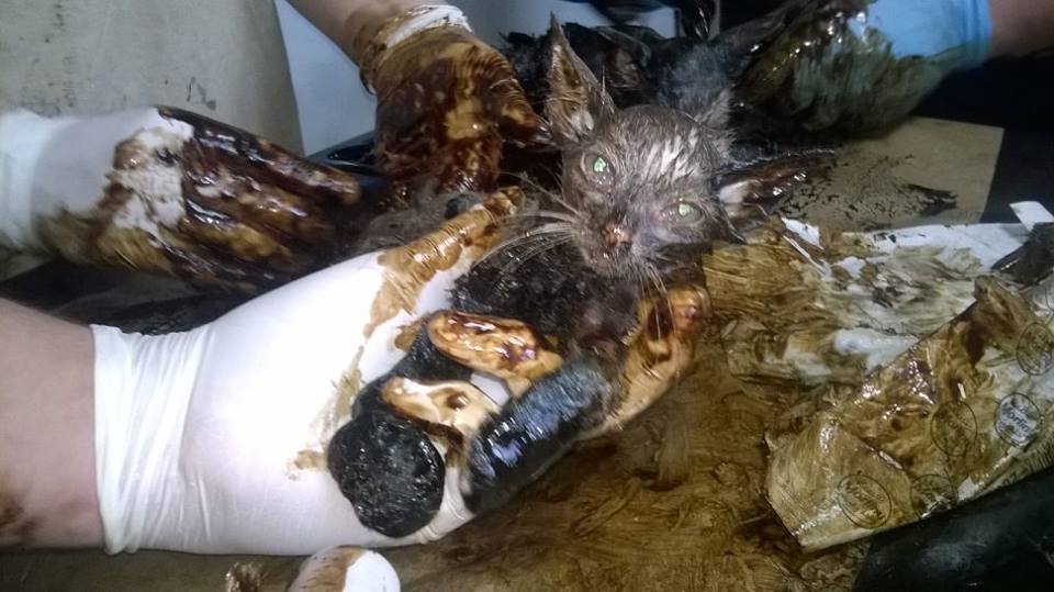 Jak rozmawiać trzeba z kotem? (WIDEO)