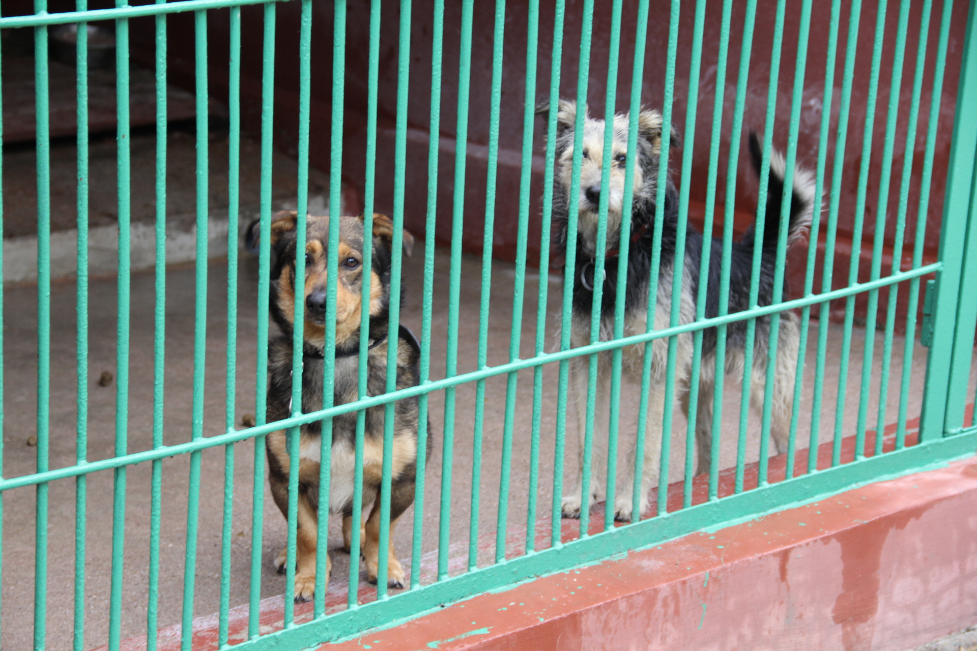 Przed zimą zbierają dary dla bezdomnych zwierzaków