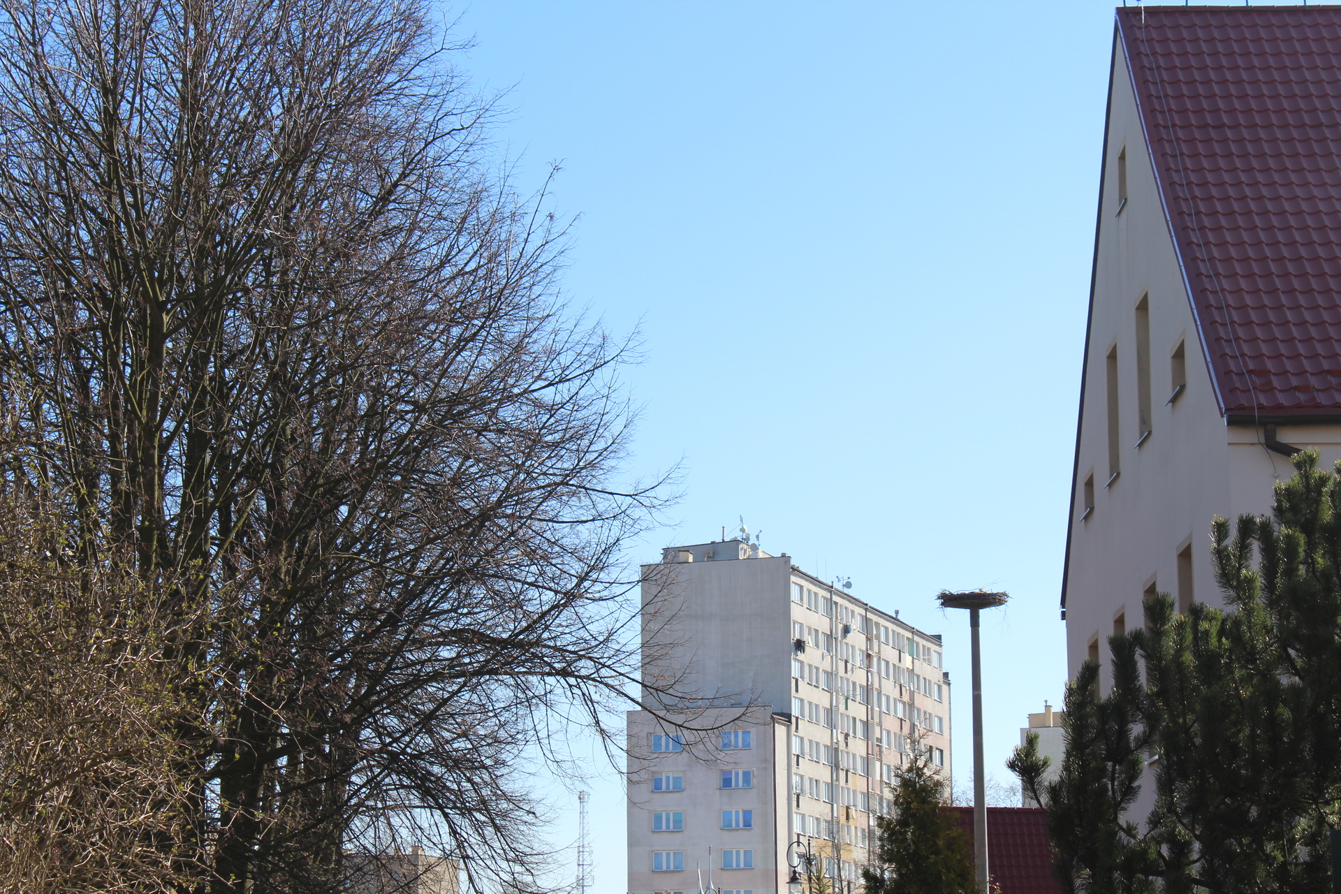 Bocian wrócił do polkowickiego „Skarbka” (WIDEO)