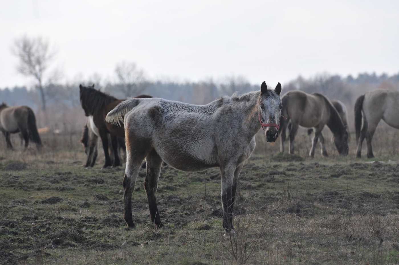 Dramat koni przerwany (WIDEO, FOTO)