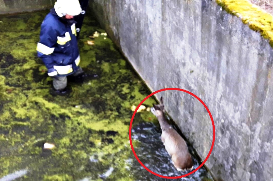 Strażacy z Gaworzyc uratowali sarnę