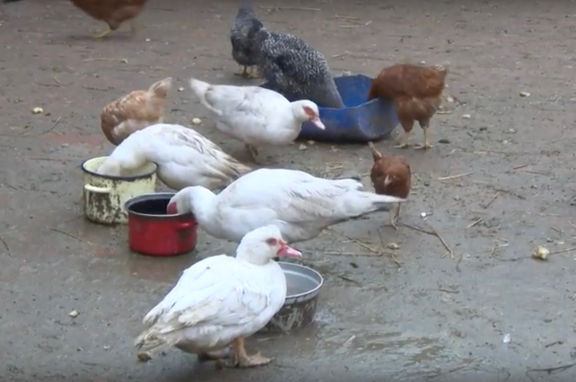 Ptasia grypa wciąż zbiera żniwo (WIDEO)