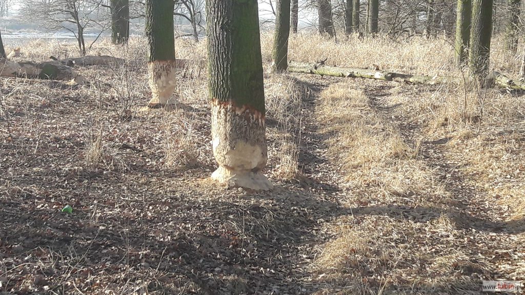 Bobry podgryzają ścinawskie nabrzeże