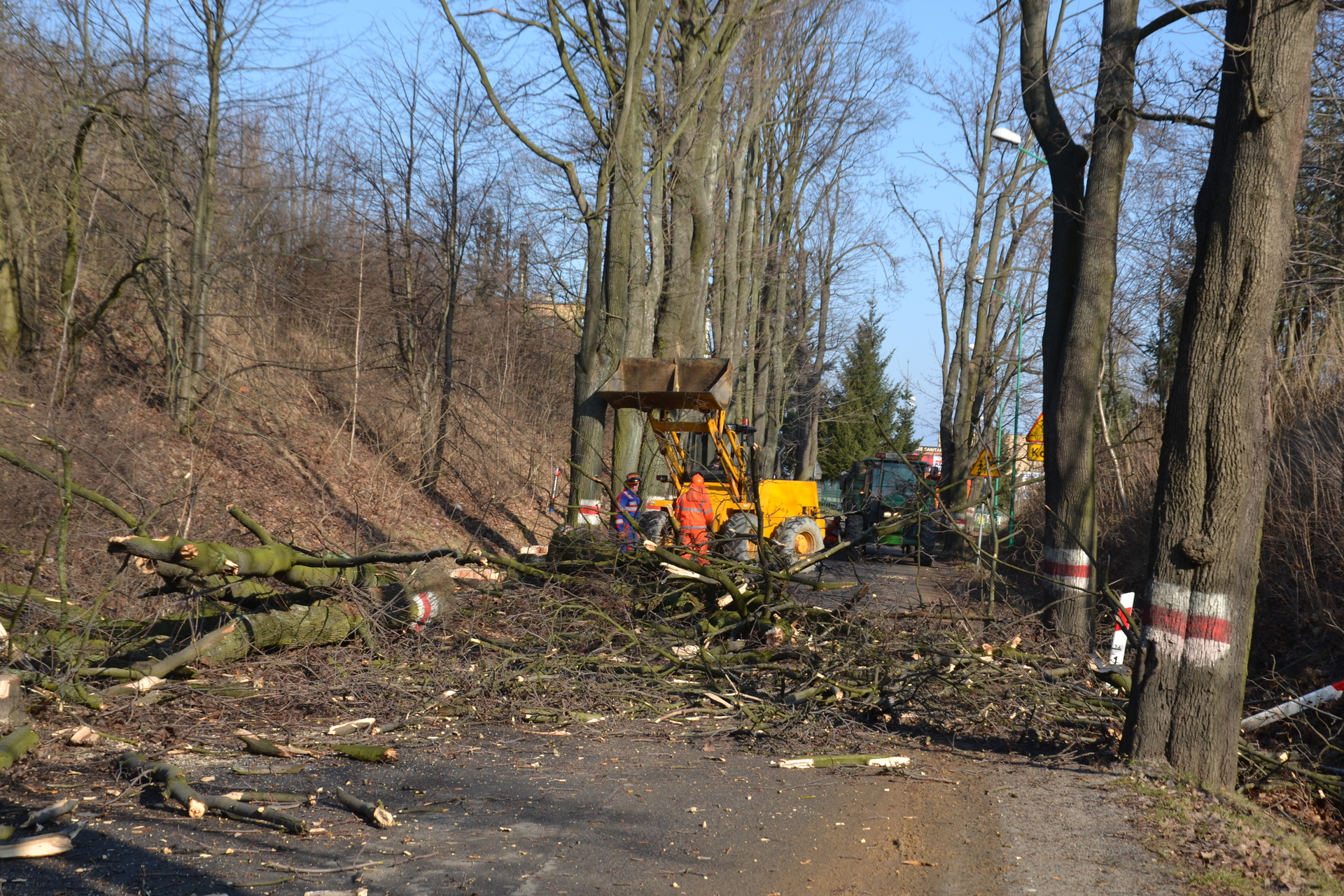 Złotoryja: wycięli drzewa, zasadzą nowe