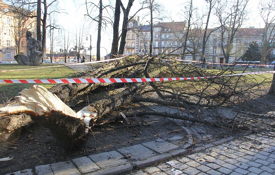 Legnica liczy straty po wichurze