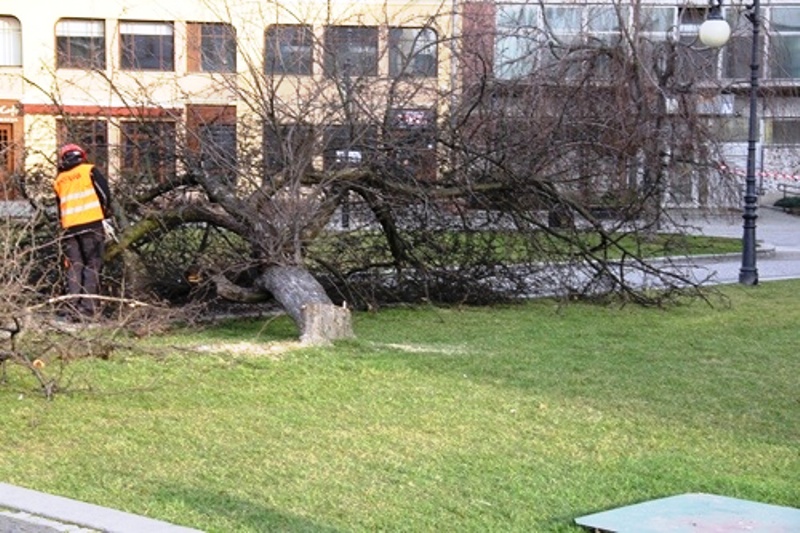 Magnolie w miejsce jabłoni
