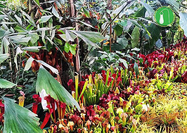 Owadożerne rośliny w legnickiej palmiarni
