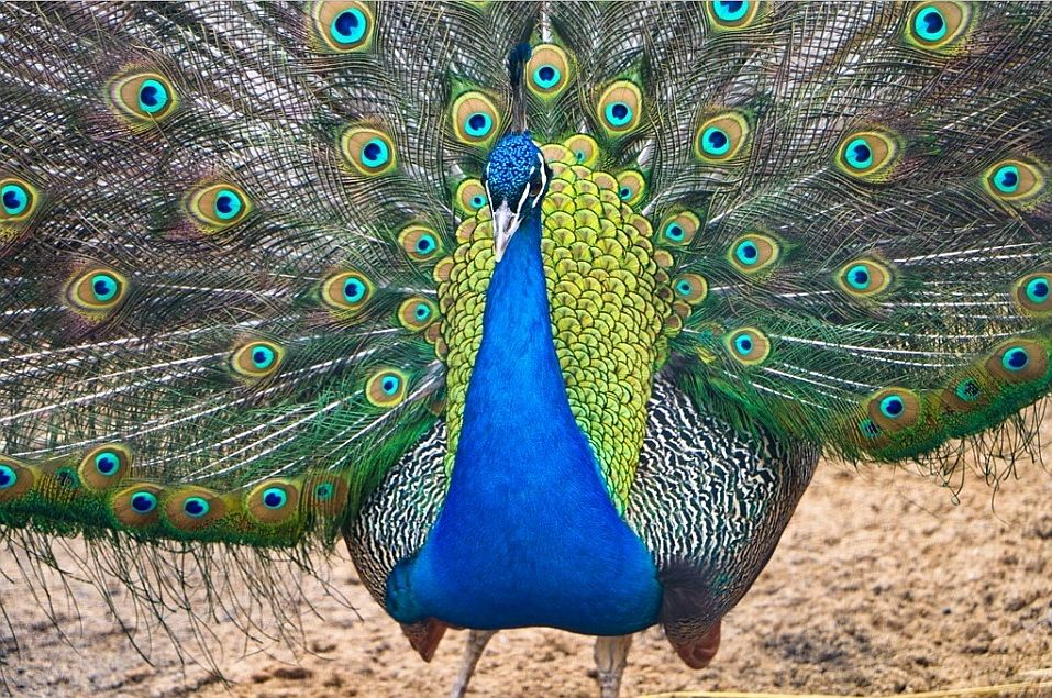 Legnica otwiera palmiarnię i mini-zoo. Ptasia grypa już niegroźna?