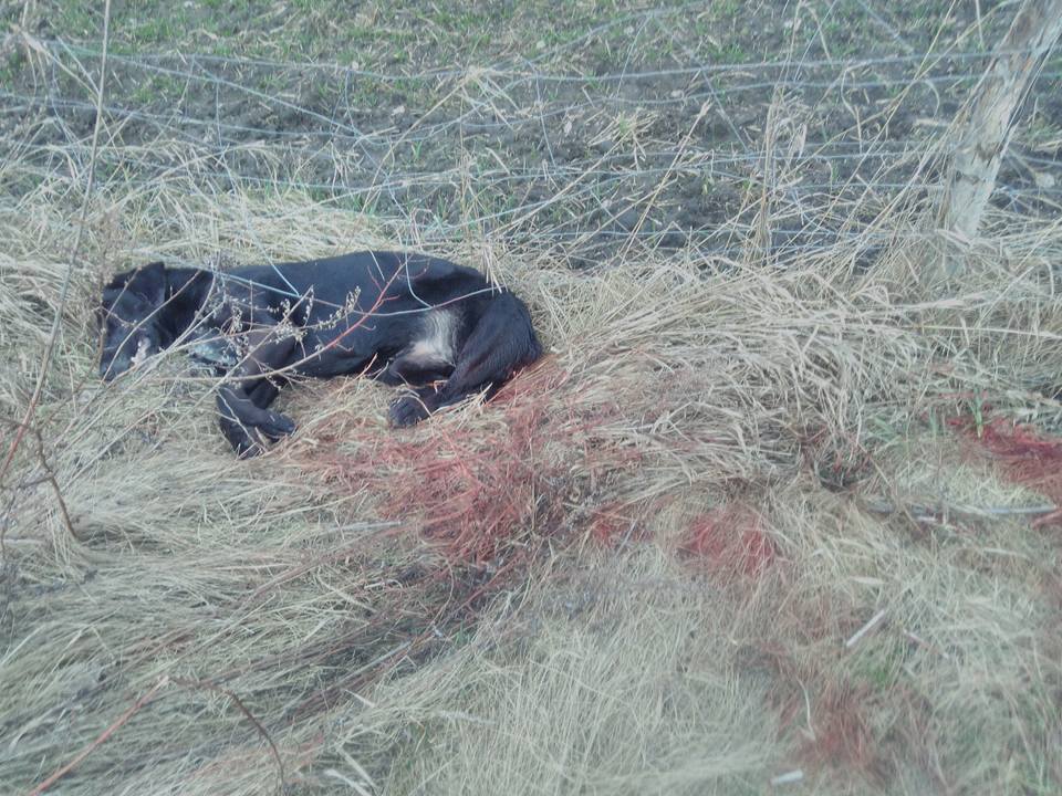 Postrzelony pies skonał w męczarniach (WIDEO)