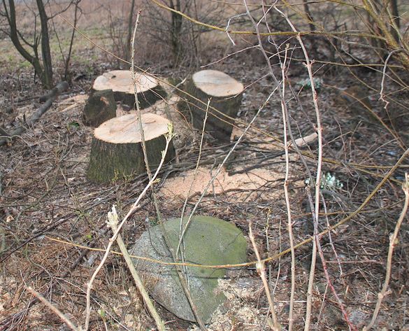 Wyciął 38 drzew na gminnej działce