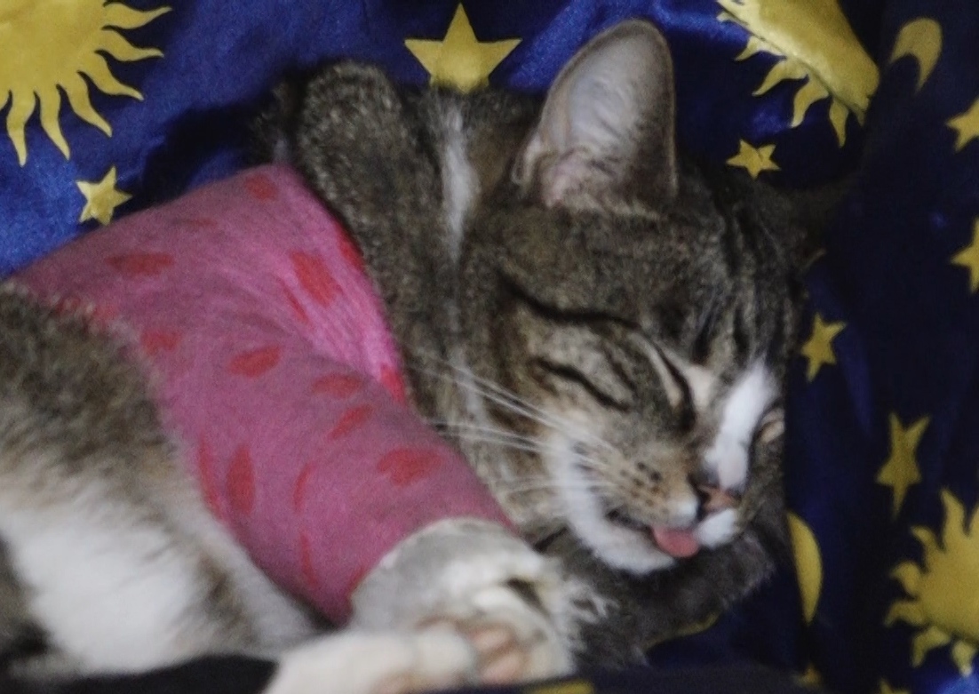 Kto strzelał z wiatrówki do kotki? (WIDEO)