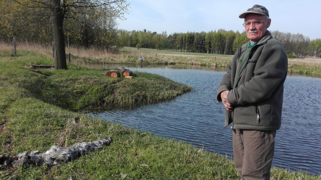 Wilki zagryzły owce koło Przemkowa? (WIDEO)