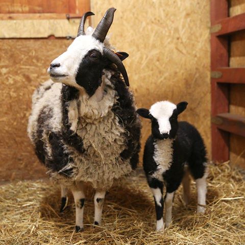 Nowi lokatorzy w parku Wrocławskim (WIDEO)