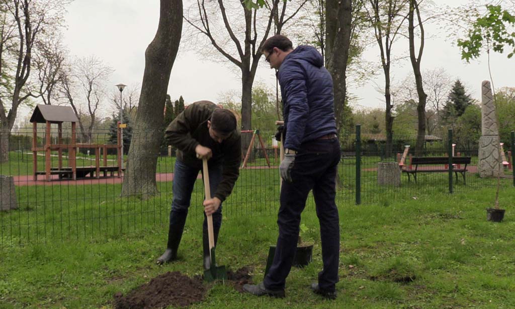 Coraz więcej drzew w parku