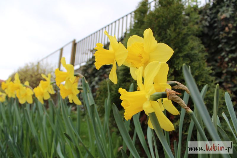 Wszystko idzie z serca (WIDEO)