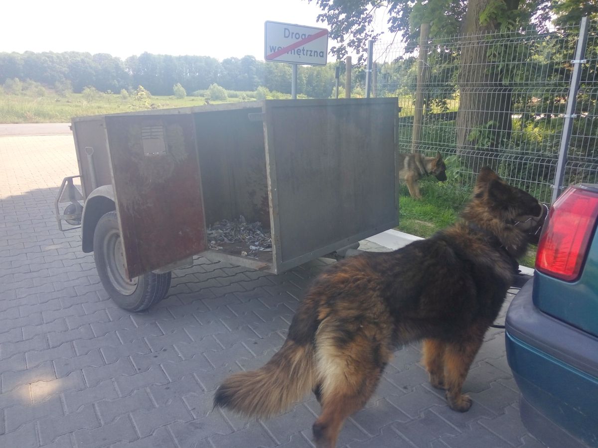 Kontrola drogowa uratowała życie psom