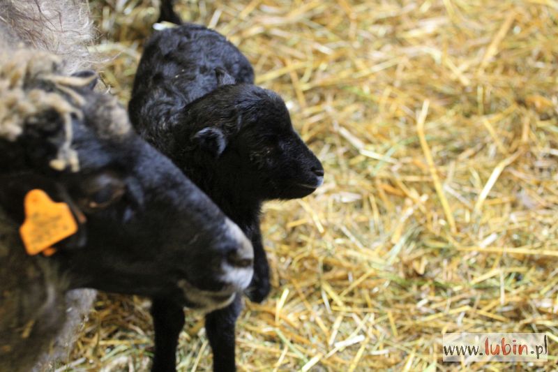 W parku czuć wiosnę (WIDEO, FOTO)