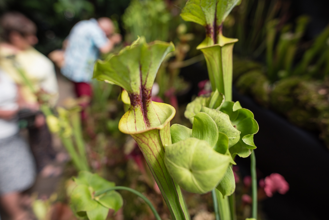 Żarłoczne rośliny w legnickiej palmiarni (WIDEO)