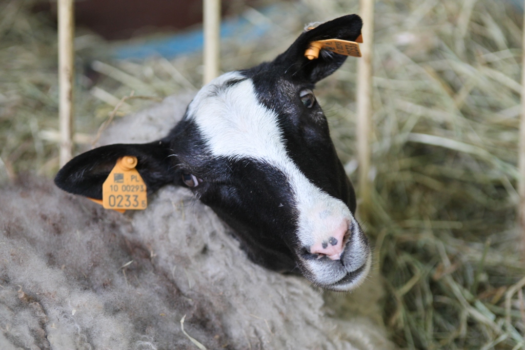 Święto rolnictwa pod Chojnowem (FOTO, WIDEO)