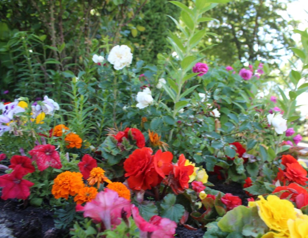 Złotoryjskie ogródki powalczą w konkursie