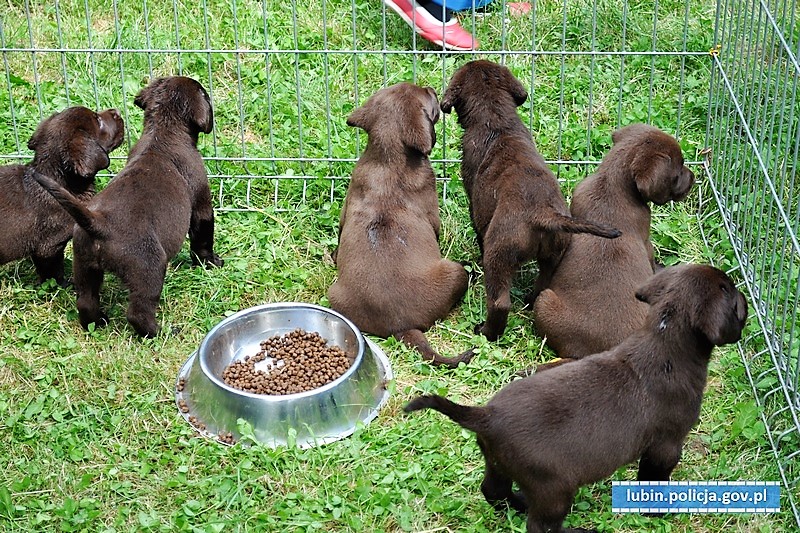 W ostatniej chwili uratowali osiem szczeniaków (FOTO)