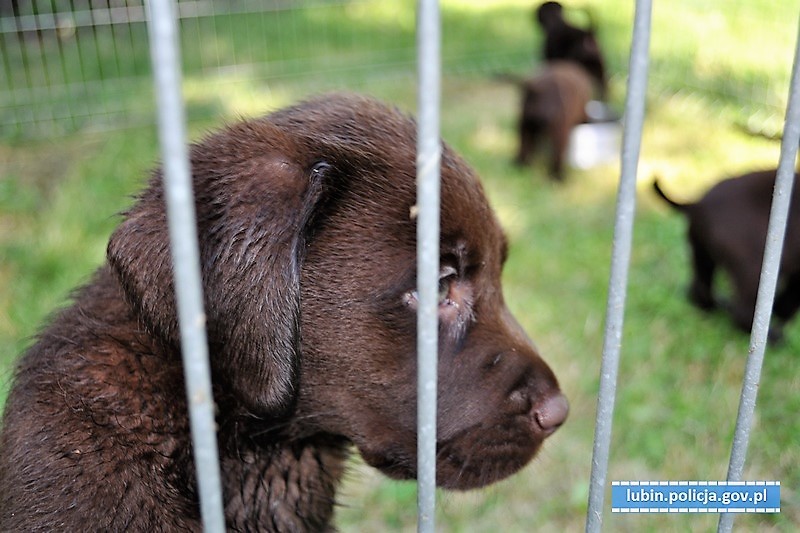 Wszyscy chcą pomóc uratowanym labradorom (WIDEO)