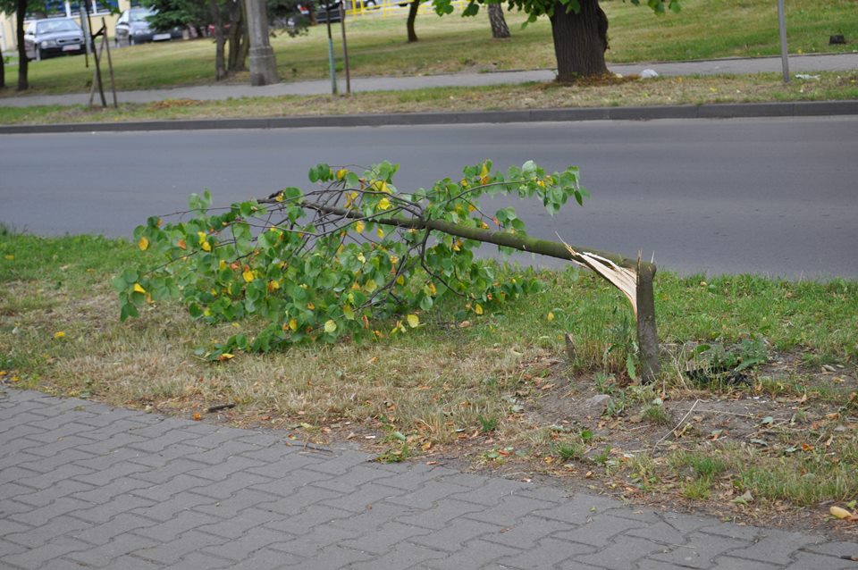 Jedni sadzą, inni niszczą. Ścinawscy wandale ruszyli na drzewa