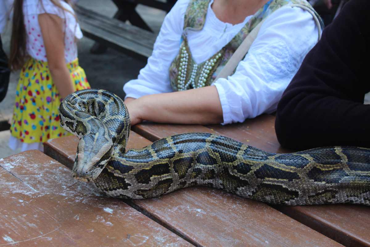 Trzymetrowy pyton i Vina Tusca na Grodźcu (FOTO)