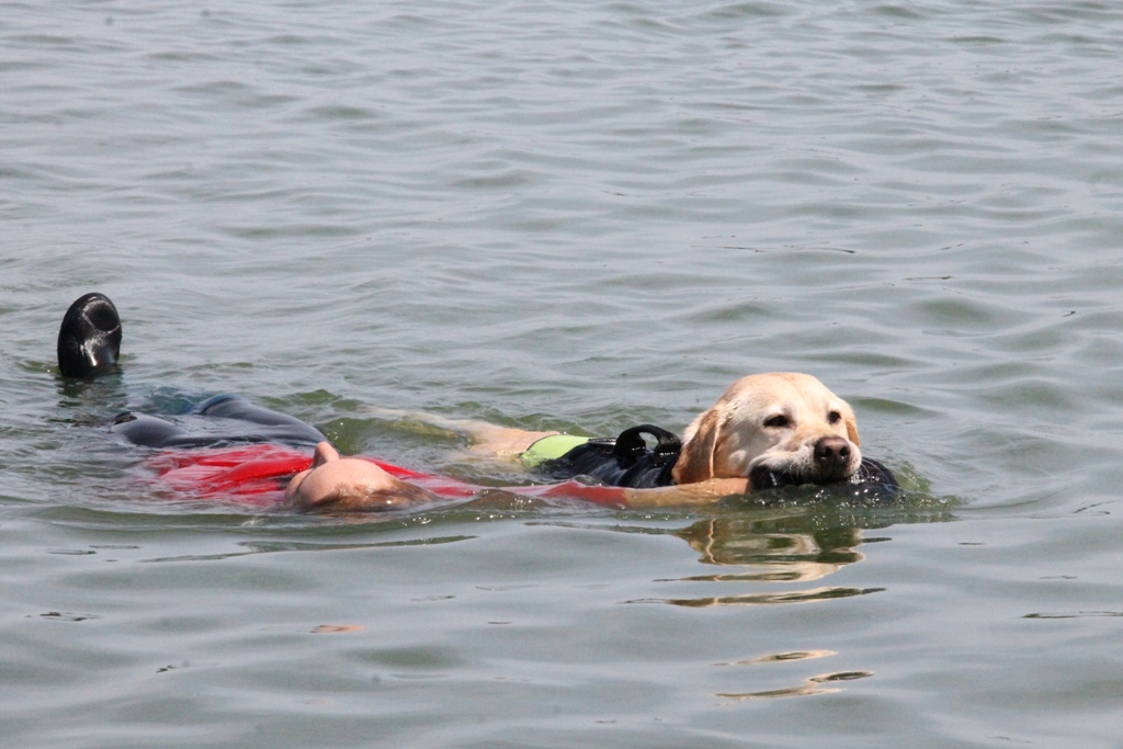 Czworonożna ratowniczka (FOTO, WIDEO)