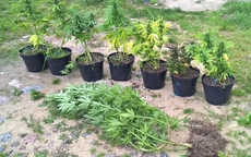 Nastolatek uprawiał konopie w domu