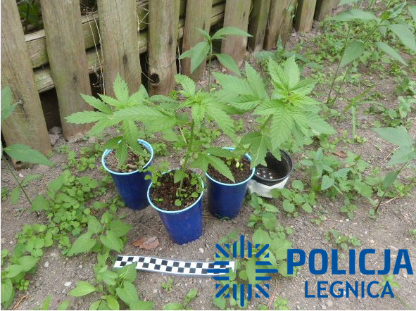 Narkotykowe trio straciło plantacje