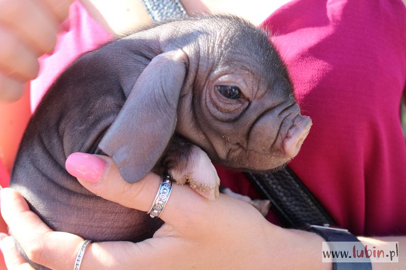 Park Wrocławski ma nowych mieszkańców (WIDEO)