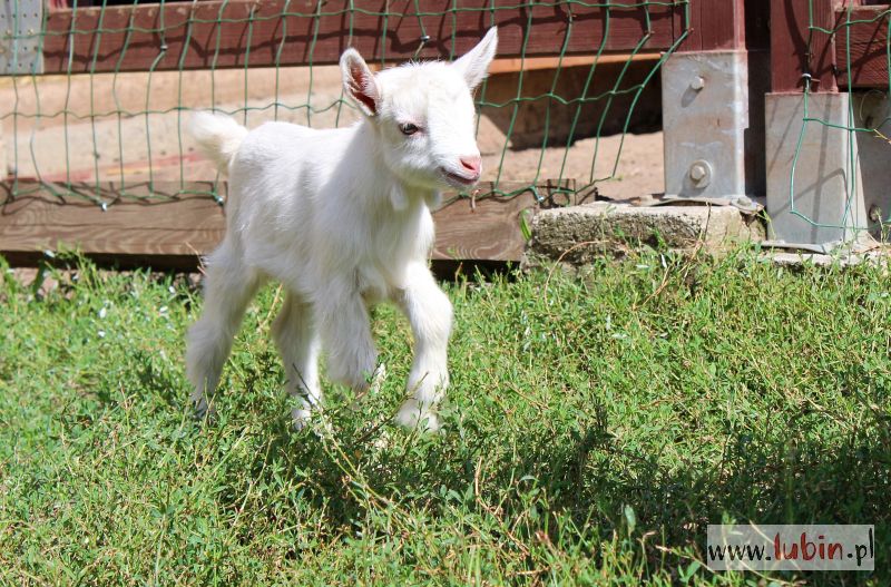 Jacek i Agatka podbijają serca