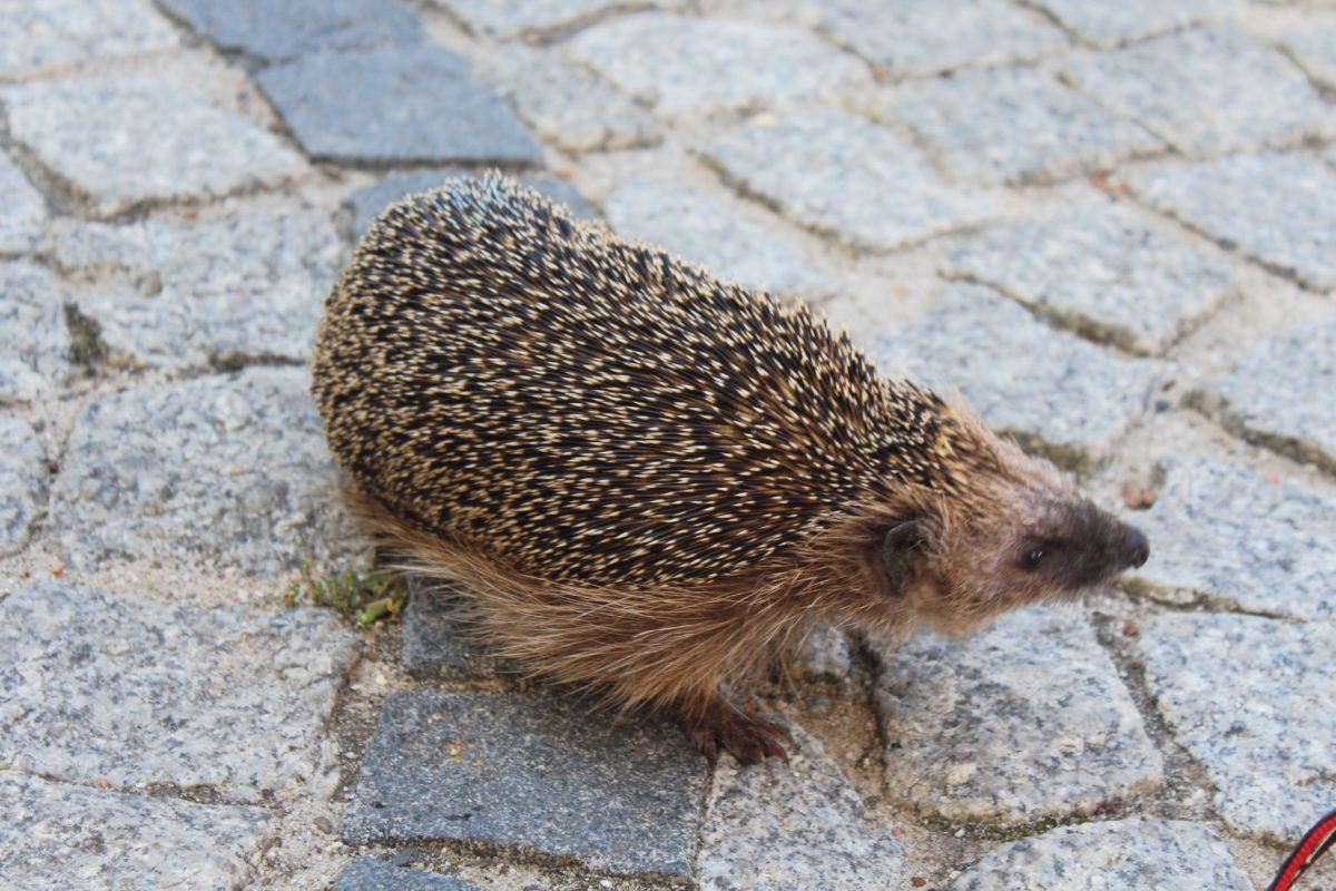 Strażacy pomogli jeżowi (WIDEO)