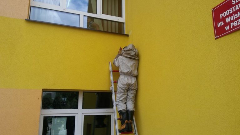 Osy i szerszenie niepokoją przemkowian