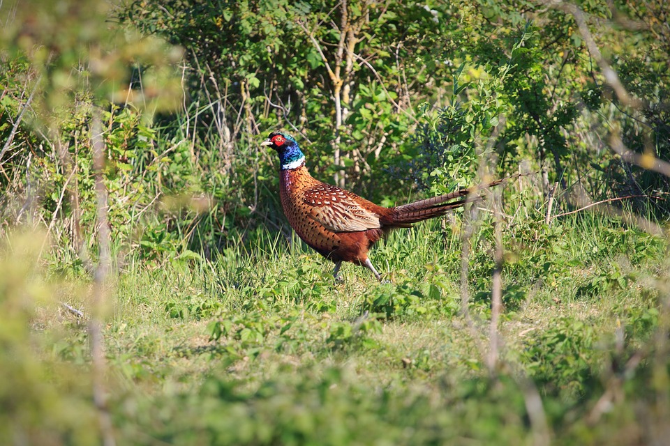 W lasach jest o dwóch kłusowników mniej