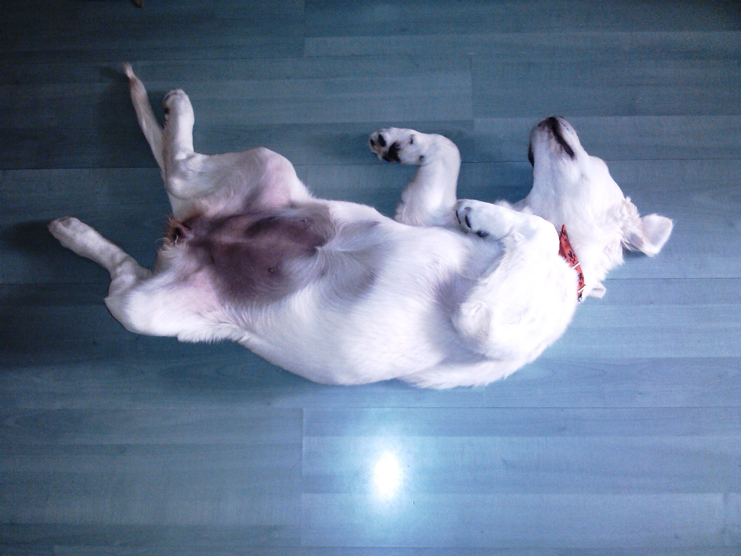 Z psem do urzędu? W Chocianowie to nie problem