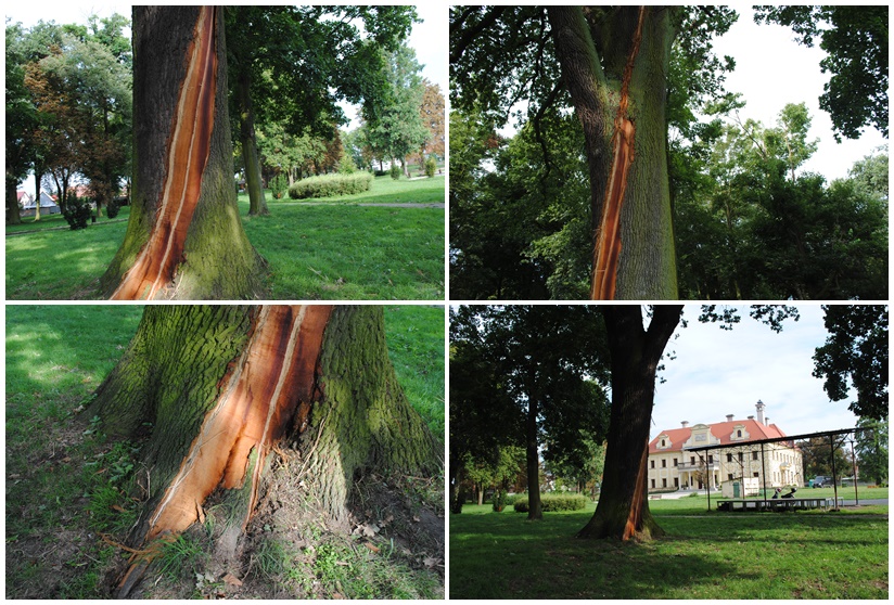 Piorun zostawił ślad w gaworzyckim parku